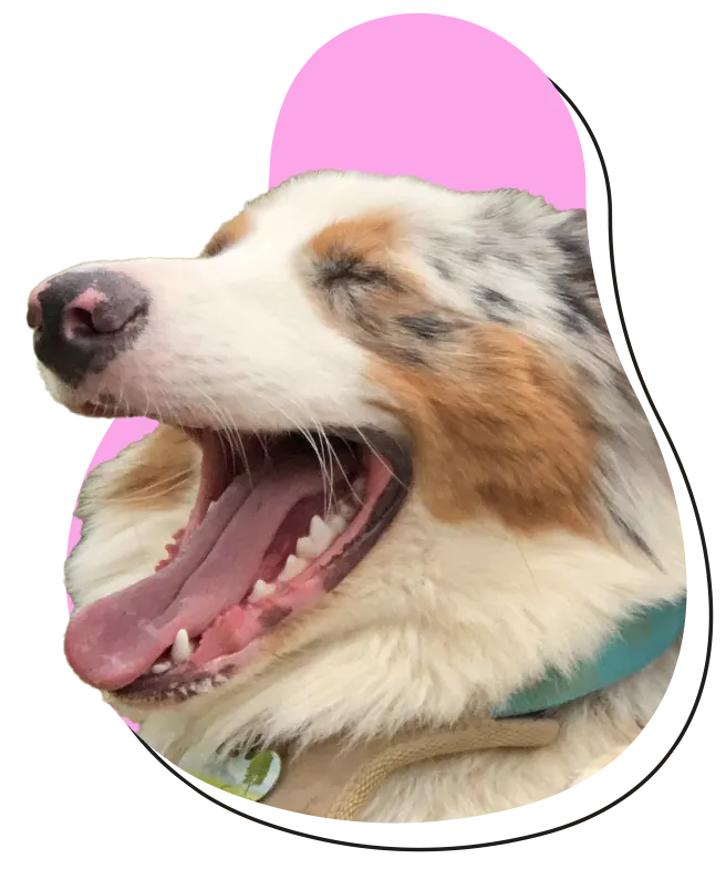 Imagen decorativa de un perro, recortada, que sobresale de una forma orgánica de color rosado