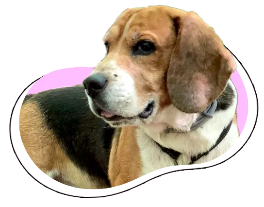 Imagen decorativa de el perro Miko, recortada, que sobresale de una forma orgánica de color rosado