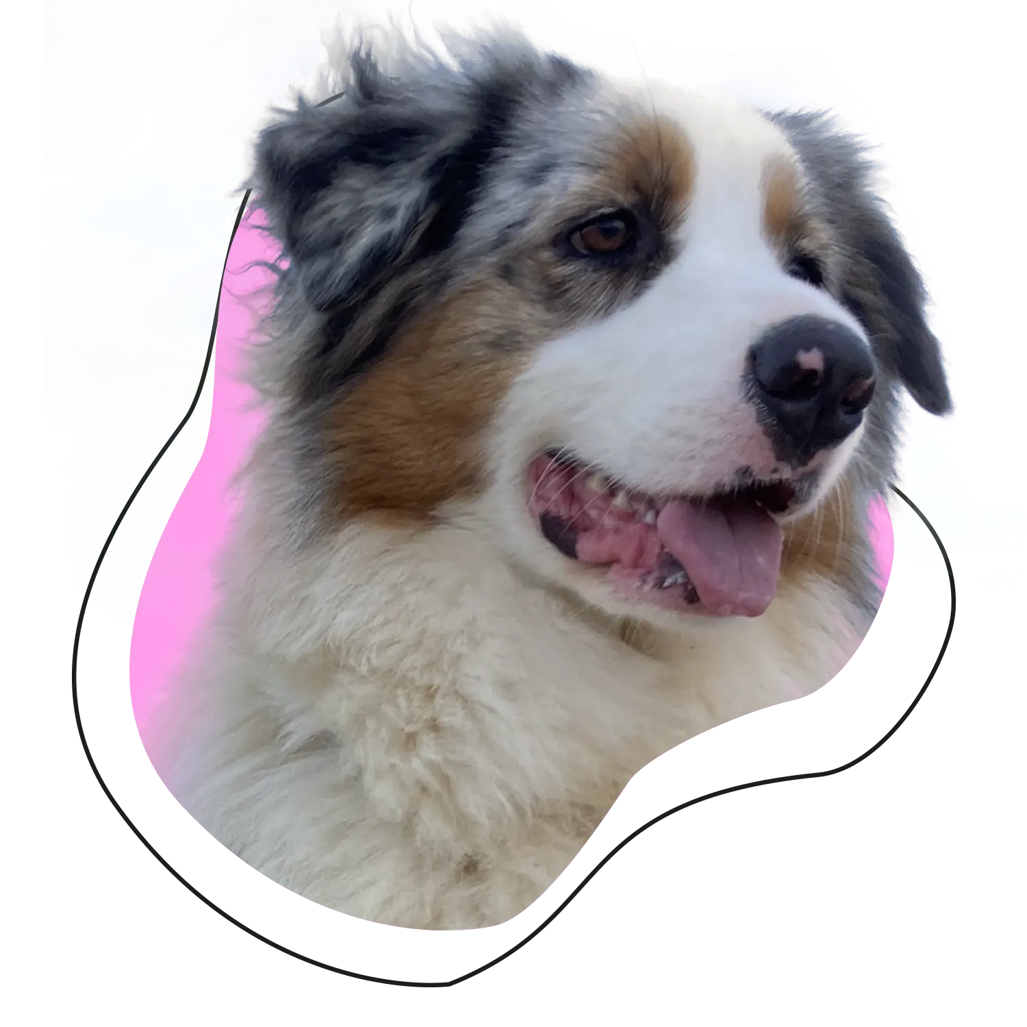 Imagen decorativa de un perro, recortada, que sobresale de una forma orgánica de color rosado